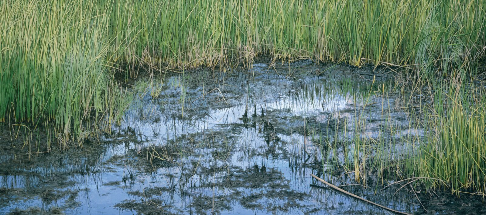 Hyperrealistic painting by Armando Zesatti depicting a shallow pool of water surrounded by vegetation, rendered with fine detail to emphasize reflections, surface texture, and the quiet stillness of the natural scene.