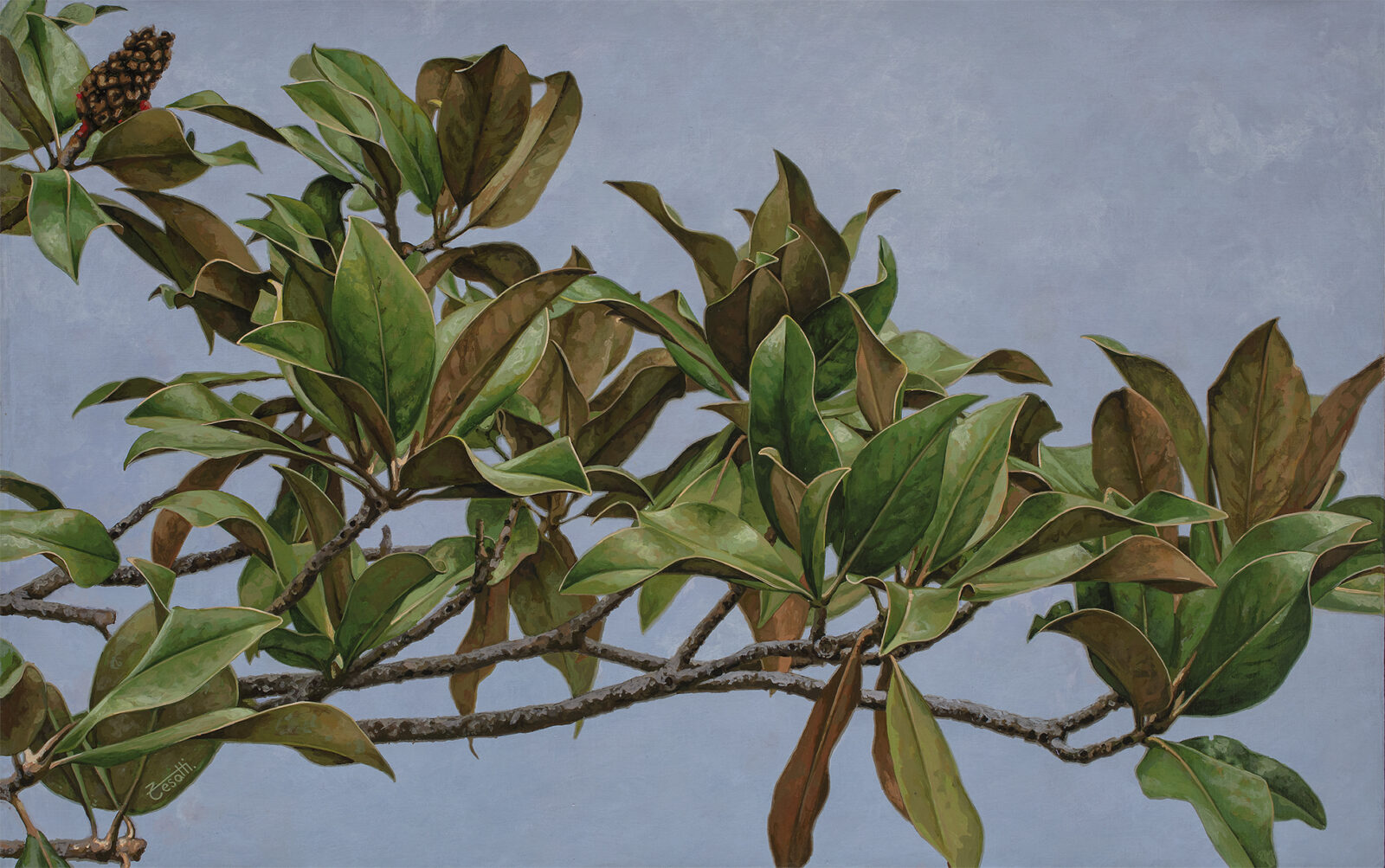 magnolia zesatti