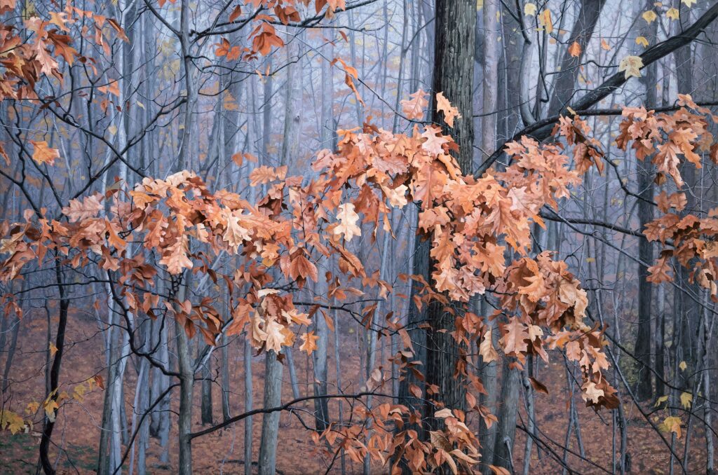 Hyperrealistic painting by Armando Zesatti depicting autumn leaves suspended against a muted background, rendered with soft focus and fine detail to evoke stillness, memory, and the poetic atmosphere of the season.
